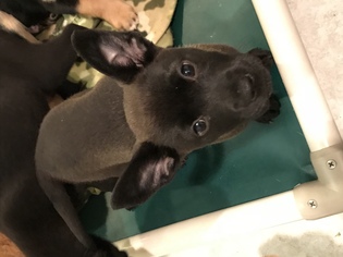 Labrador Retriever Dogs for adoption in Hewitt, NJ, USA