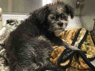 Border Terrier Dogs for adoption in Orange, CA, USA