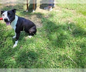 American Staffordshire Terrier Dogs for adoption in Houston, TX, USA