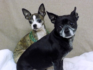 French Bullhuahua Dogs for adoption in York, SC, USA