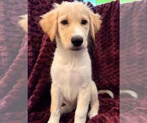 Medium Photo #3 Mutt Puppy For Sale in Candler, NC, USA