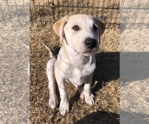 Labrador Retriever-Unknown Mix Dogs for adoption in Holly Springs, NC, USA