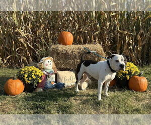 American Pit Bull Terrier Dogs for adoption in Evansville, IN, USA