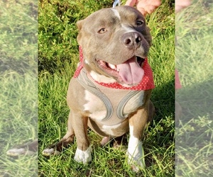 American Staffordshire Terrier Dogs for adoption in Fort Pierce, FL, USA
