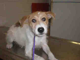 Parson Russell Terrier Dogs for adoption in Peoria, IL, USA