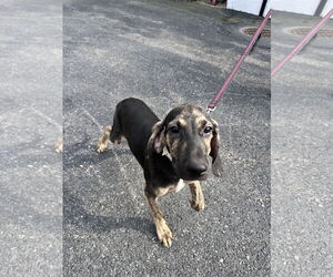 Mutt Dogs for adoption in Sterling, MA, USA