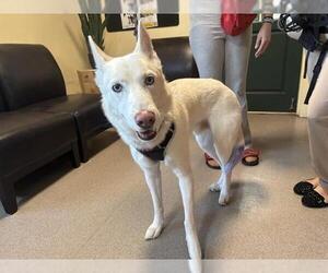 German Shepherd Dog-Siberian Husky Mix Dogs for adoption in Pasadena, CA, USA