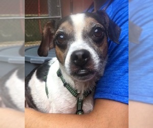 Boglen Terrier Dogs for adoption in Staten Island, NY, USA