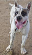 Akita-American Bulldog Mix Dogs for adoption in Uwchland, PA, USA