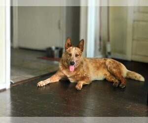 Mutt Dogs for adoption in Aurora, CO, USA