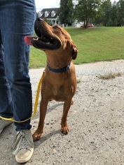 American Pit Bull Terrier-Coonhound Mix Dogs for adoption in Bostic, NC, USA