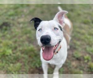 American Pit Bull Terrier-Unknown Mix Dogs for adoption in McKinleyville, CA, USA