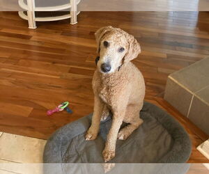 Goldendoodle Dogs for adoption in Sanford, FL, USA