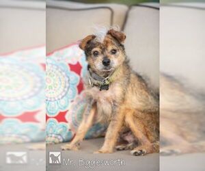 Border Terrier-Unknown Mix Dogs for adoption in Carlsbad, CA, USA