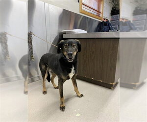 Siberian Husky Dogs for adoption in Fairbanks, AK, USA