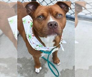 Mutt Dogs for adoption in Tulsa, OK, USA