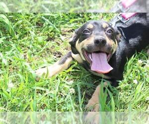 Dorgi Dogs for adoption in Warwick, RI, USA