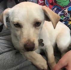 Medium Photo #1 Beagi Puppy For Sale in Cary, NC, USA