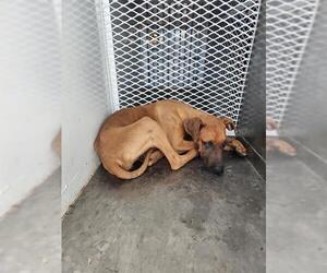 Doberman Pinscher Dogs for adoption in Bakersfield, CA, USA