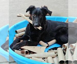 German Shepherd Dog-Unknown Mix Dogs for adoption in Sacramento, CA, USA