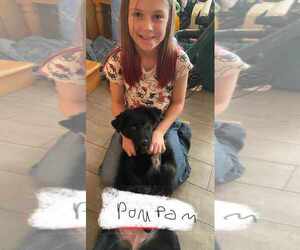 Retriever -Unknown Mix Dogs for adoption in Palatine/Kildeer/Buffalo grove, IL, USA