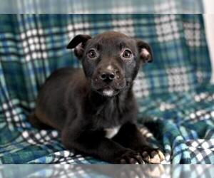 Labrador Retriever Dogs for adoption in Morton Grove, IL, USA