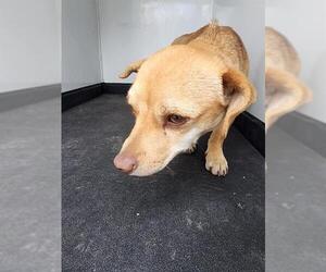 Chihuahua Dogs for adoption in Bakersfield, CA, USA