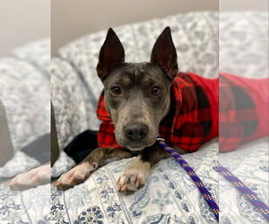 Mutt Dogs for adoption in Rockaway, NJ, USA