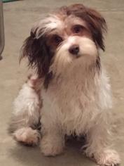 Havanese Dogs for adoption in Greenville, SC, USA