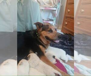 Beagle-Unknown Mix Dogs for adoption in Minneapolis, MN, USA