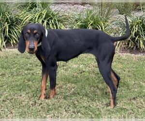Coonhound Dogs for adoption in PIPE CREEK, TX, USA