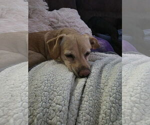 Chiweenie Dogs for adoption in Princeton, MN, USA