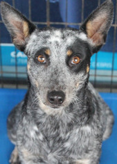Medium Photo #1 Mutt Puppy For Sale in PIPE CREEK, TX, USA