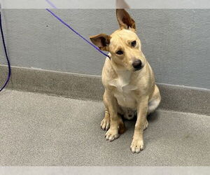 American Pit Bull Terrier-German Shepherd Dog Mix Dogs for adoption in Las Vegas, NV, USA