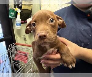 Mutt Dogs for adoption in Tulsa, OK, USA