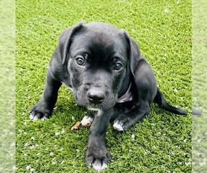 Labrador Retriever-Unknown Mix Dogs for adoption in Toronto, Ontario, Canada