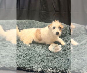 Mutt Dogs for adoption in Raleigh, NC, USA