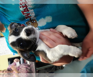 Bocker Dogs for adoption in Chico, CA, USA