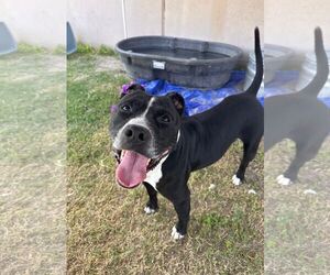 American Pit Bull Terrier-Unknown Mix Dogs for adoption in Rowlett, TX, USA