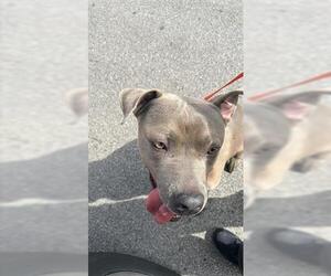 Weimaraner Dogs for adoption in Houston, TX, USA