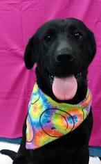 Chinese Shar-Pei-Labrador Retriever Mix Dogs for adoption in Glenpool, OK, USA