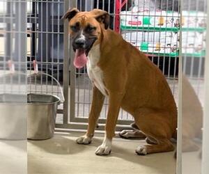 Boxer-Unknown Mix Dogs for adoption in Bakersfield, CA, USA