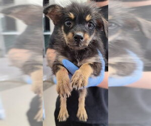 Mutt Dogs for adoption in San Bernardino, CA, USA