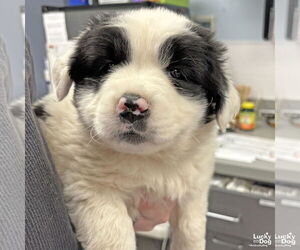 Australian Shepherd-Collie Mix Dogs for adoption in Washington, DC, USA