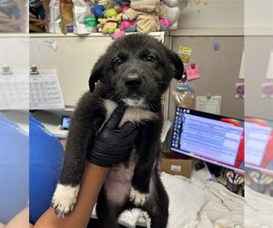 German Shepherd Dog-Unknown Mix Dogs for adoption in Stockton, CA, USA