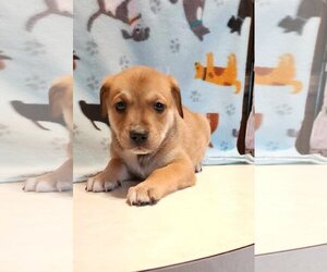 Labrador Retriever-Unknown Mix Dogs for adoption in SHERBURNE, NY, USA