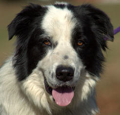 Border Collie-Great Pyrenees Mix Dogs for adoption in Sparta, TN, USA