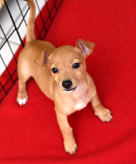 Chi-Corgi Dogs for adoption in Chattanooga, TN, USA