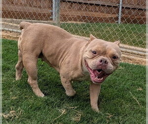 American Pit Bull Terrier-Unknown Mix Dogs for adoption in Plano, TX, USA