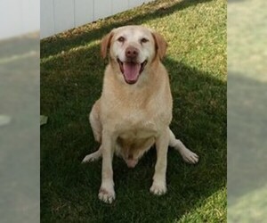 Labrador Retriever Dogs for adoption in Coventry, RI, USA